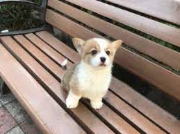 We at dunn's farm (located in northern mckean county pennsylvania) strive to breed healthy, friendly, and sound akc pembroke welsh corgi puppies since 2008. Corgi Breeders In California Top 7 2021 We Love Doodles