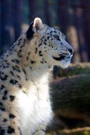 f o fabforgottennobility regale animals beautiful snow leopard wild cats