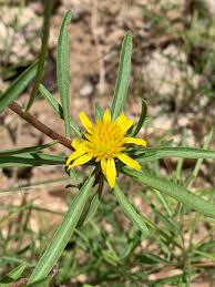 Image result for Geigeria burkei