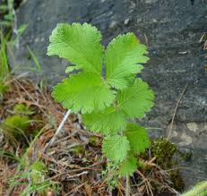 Image result for Drypetes arguta