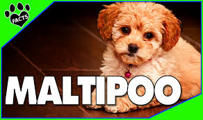 Maltipoo Designer Dogs 101 Fun Facts Maltese Poodle Mix Maltipoo Animal Facts Maltese Poodle Mix Maltese Poodle Maltipoo Dog