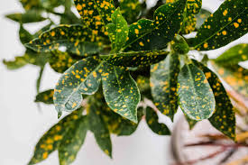 Natural wood background, concept of beautiful indoor plants as a gift. Croton Plant Care And Growing Guide
