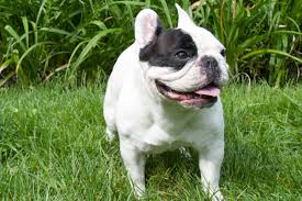 You'll receive email and feed alerts when new items arrive. How Manny The Frenchie Became Chicago S Most Famous Dog Chicago Magazine