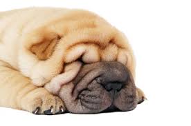 We partner with multiple veterinary professionals in. Animal Eye Specialists Aurora Dog Eye Specialist Colorado Veterinary Eye Specialist Animal Eye Center