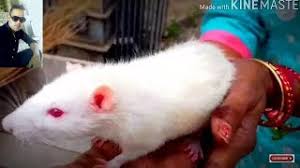 Potter is a white rat with red eyes. Red Eyes Cute White Mouse At Home Youtube