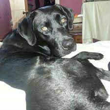 Labradorzucht labrador grau charcoal silver labrador silber labrador silver labrador labrador popularity: From Craigslist Berea Sc We Found A Beautiful Sweet Black Lab Running Around In The Parking Lot Sunday 2 17 She Came Dog Sounds Dog Adoption Animal Rescue