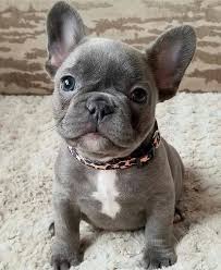 Bulldog names from our readers (share yours too!) names for sweet and chunky bulldogs. French Bulldog Names 50 Awesome Adorable Silly Ideas Doggie Designer Cute Bulldog Puppies French Bulldog Puppies Bulldog Puppies