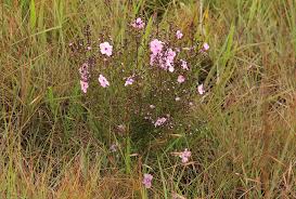 Image result for Sopubia