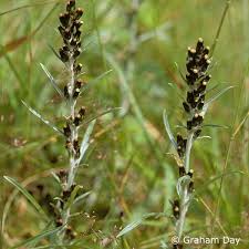 Image result for Gnaphalium