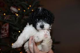 Maybe you would like to learn more about one of these? Mini Labradoodle Puppies