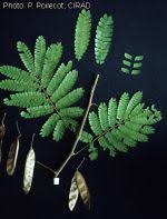 Image result for Albizia adianthifolia