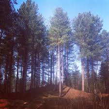 Looking for potential wild camp spots, it would have no adverse effect on the landsc. Formby Pinewoods Picture Of Formby Beach Tripadvisor