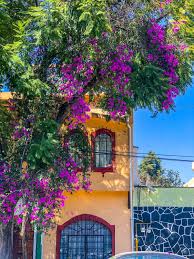 We did not find results for: Best Walking Tour Of Historic Coyoacan Mexico City The Creative Adventurer