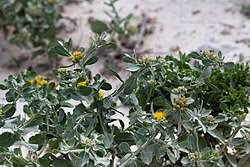 Image result for Calostephane