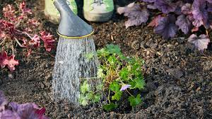 While watching out for drooping leaves, also make sure that the soil is moist, and does not dry out between waterings. How To Water Perennial Plants Garden Gate