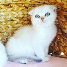 scottish fold kitten musait disi yavru silver shaded ticked zumrut yesili gozler sosyal karakter wcf dked scottish fold kittens scottish fold kittens