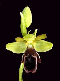 Ophrys Algarvensis Rare Orchids Orchids Orchid Flower
