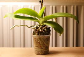 Are there any other orchids other than vanda, that you can hang or mount like this with all the roots exposed? Can I Cut My Orchids Roots And How Do I Cut Them Orchid Friends