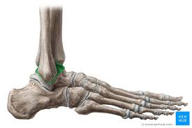 When your muscles contract, they pull the bone they're. Talus Anatomy And Clinical Aspects Kenhub