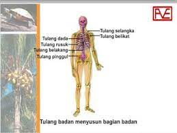 Cek dirimu apakah punya kelainan seksual. Rangka Manusia Flv Youtube