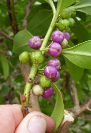 Image result for Myoporum laetum