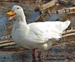 نتیجه جستجوی لغت [canard] در گوگل