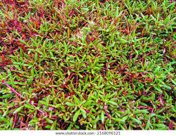 Image result for Sesuvium