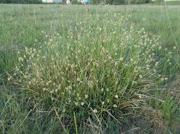 Image result for Heteranthoecia