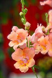 A Butterfly Or Open Faced Snapdragon Antirrhinum Majus Trumpet Tangerine I First Noticed These Pretty New Snap Snapdragon Flowers Plant Plan Snapdragons