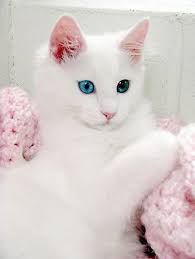 Ada banyak teori tentang asal turki angora. Download Gambar Kucing Anggora Yang Cantik Vina Gambar