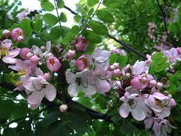 10 Flowering Trees In India And Where To Click Them This Spring Season Tripoto
