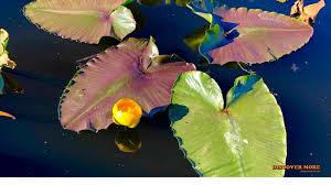 Image result for Crateranthus congolensis