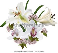 Hoa loa kèn là loại hoa đã quá quen thuộc với người yêu hoa tại việt nam. 26 083 File Vector Vá» Hoa Phong Lan Tuyá»‡t Ä'áº¹p Cho In áº¥n Va Thiáº¿t Káº¿ Cá»§a Báº¡n Mua Ban Hinh áº£nh Shutterstock Gia Ráº» Chá»‰ Tá»« 3 000 Ä' Trong 2 Phut