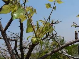 Image result for Commiphora mossambicensis