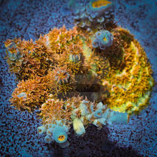 Image result for Acrotome tenuis