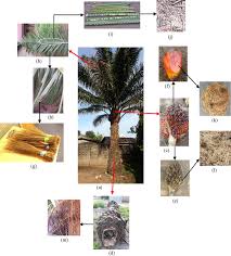 Characterization of empty fruit bunch for microwave assisted pyrolysis. Different Types Of Oil Palm Fibers Opf A Oil Palm Tree B Leaf Download Scientific Diagram