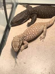 Melanistic Savannah Monitor - Lizards - Morphmarket Reptile Community Savannah Monitor Monitor Lizard Savannah Chat