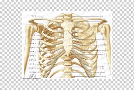 The costotransverse ligaments in human: Thorax Anatomy Human Skeleton Human Body Rib Cage Gastric Anatomy Abdomen Human Body Png Klipartz