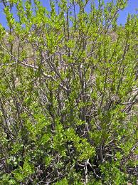 Image result for Rhamnus staddo