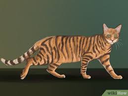 The toyger is a breed of domestic cat, the result of breeding domestic shorthaired tabbies (beginning in the 1980s) to make them resemble a toy tiger, as its striped coat is reminiscent of the tiger's. 3 Ways To Identify A Toyger Wikihow