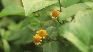 Image result for Aspilia ciliata