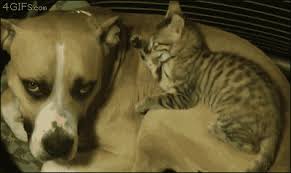 Why do cats groom each other? Grooming Dog Gif Find On Gifer