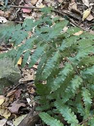 Image result for Blotiella