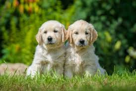 Best Quality Golden Retriever Puppies For Sale In Singapore 2022