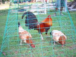 Maybe you would like to learn more about one of these? Teknik Tarung 8 Jenis Ayam Sabung Pisau Sabung Ayam Online