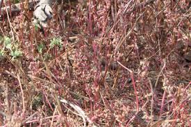 Image result for Nothosaerva