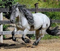 noriker noriker pferde pferde tiere