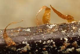 Image result for Pityrogramma aurantiaca