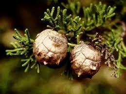 Image result for Cupressaceae