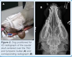 Image result for Skull XRay